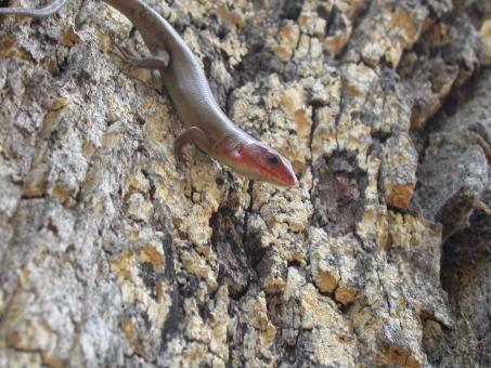 Free Stock Photo of Lizard