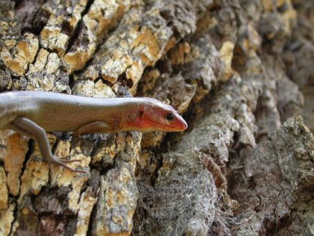 Free Stock Photo of Lizard