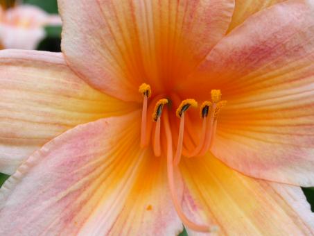 Free Stock Photo of Orange flower