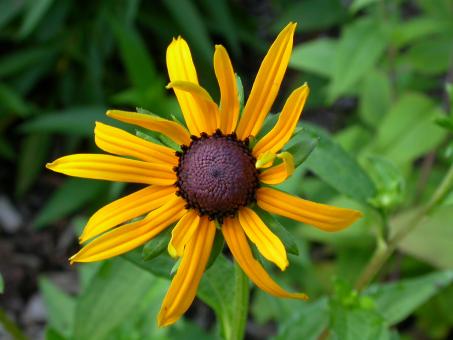 Free Stock Photo of Yellow sunflower