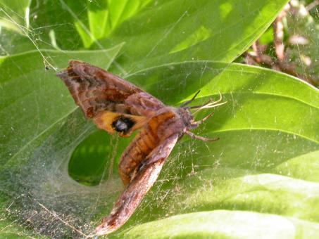 Free Stock Photo of Moth stuck in spiderweb