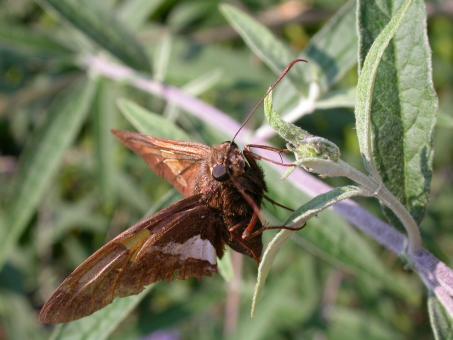 Free Stock Photo of Moth