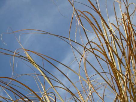Free Stock Photo of Straws against the sky