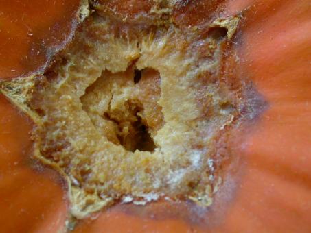 Free Stock Photo of Fungus