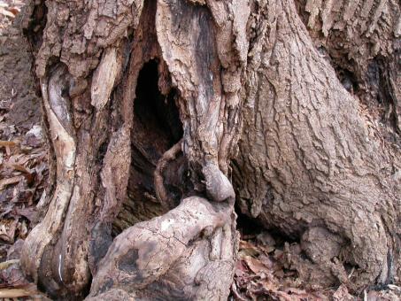 Free Stock Photo of Tree bark