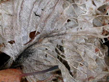 Free Stock Photo of Rotten Leaf Texture