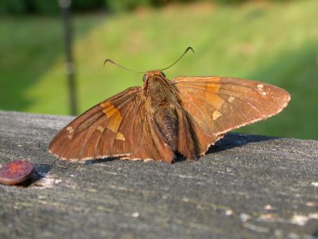 Free Stock Photo of Moth