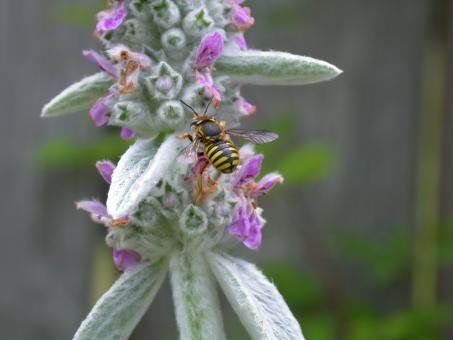 Free Stock Photo of Wasp