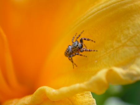 Free Stock Photo of Small spider