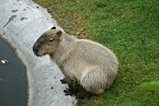 Free Stock Photo of Capybara - world\'s biggest rodent
