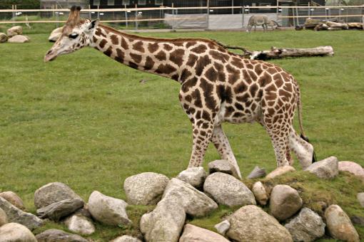 Free Stock Photo of Giraf