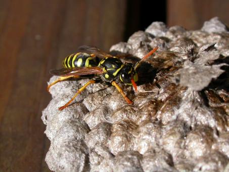 Free Stock Photo of Wasp