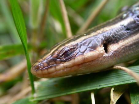 Free Stock Photo of Lizard head