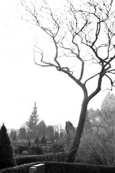 Free Stock Photo of Tree in cemetary