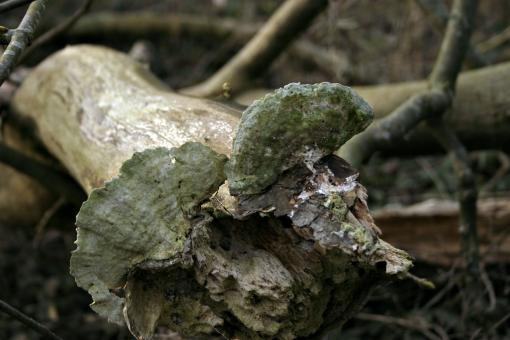 Free Stock Photo of Fungus on a broken tree