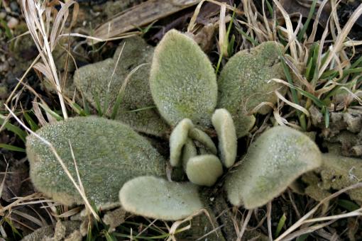 Free Stock Photo of Hairy green plant