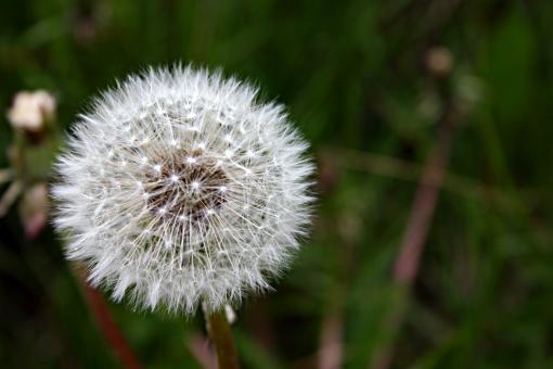 Free Stock Photo of Dandelion