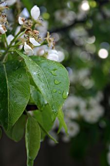 Free Stock Photo of White flower after the rain