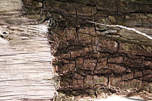 Free Stock Photo of Wood closeup
