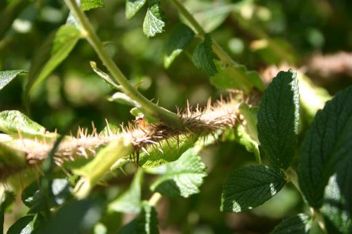 Free Stock Photo of Thorns
