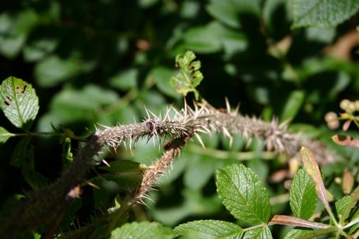 Free Stock Photo of Thorns