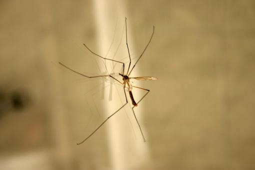 Free Stock Photo of Crane Fly