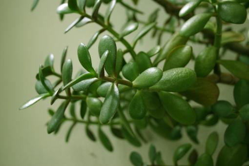 Free Stock Photo of Green Plant