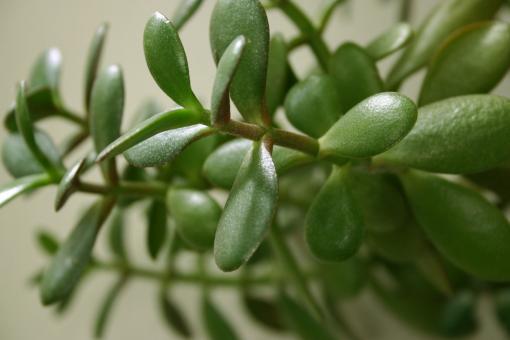 Free Stock Photo of Green Plant Closeup