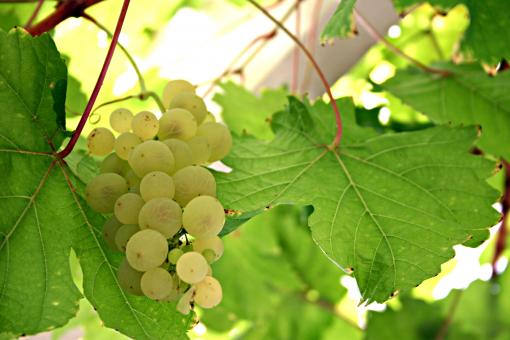 Free Stock Photo of Grapes