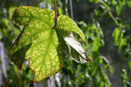 Free Stock Photo of Leaf