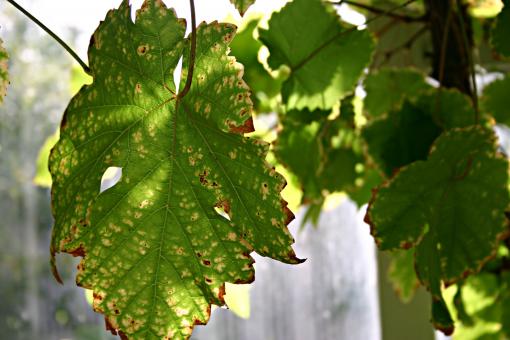Free Stock Photo of A dying leaf