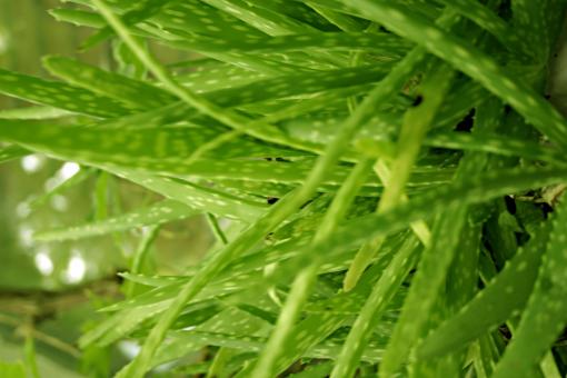 Free Stock Photo of Green Plant