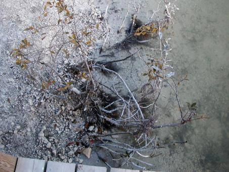 Free Stock Photo of Dying plant