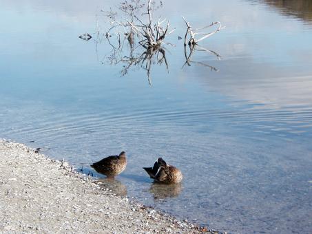 Free Stock Photo of Two ducks by the lake