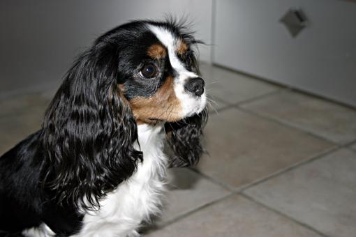 Free Stock Photo of A dog