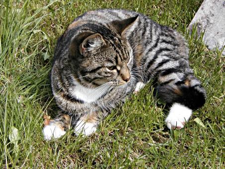 Free Stock Photo of A cat lying in grass