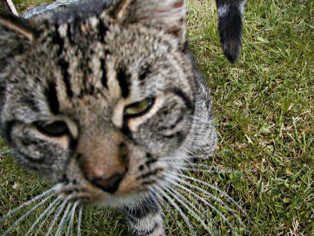 Free Stock Photo of Cat closeup