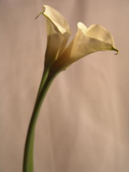 Free Stock Photo of Yellow flower