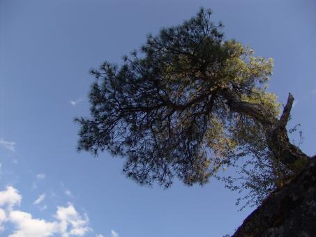 Free Stock Photo of Tree against the sky