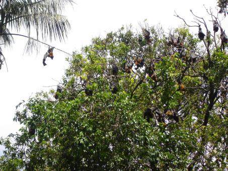 Free Stock Photo of Bats hanging from a tree
