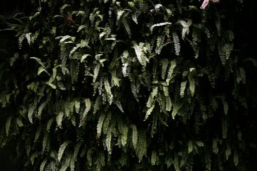 Free Stock Photo of Wall of ferns