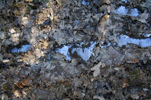 Free Stock Photo of Leafs on icy ground