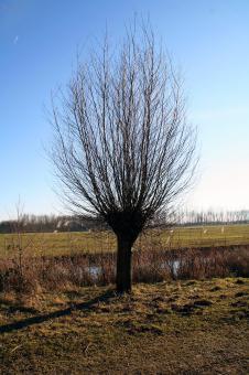 Free Stock Photo of Single willow tree