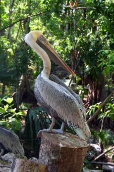 Free Stock Photo of Pelican