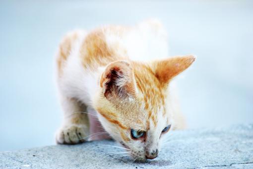 Free Stock Photo of White and orange cat