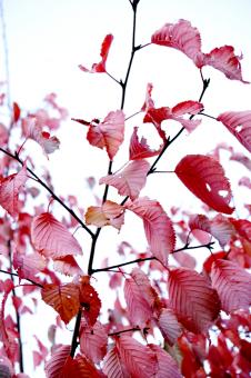 Free Stock Photo of Autumn colors