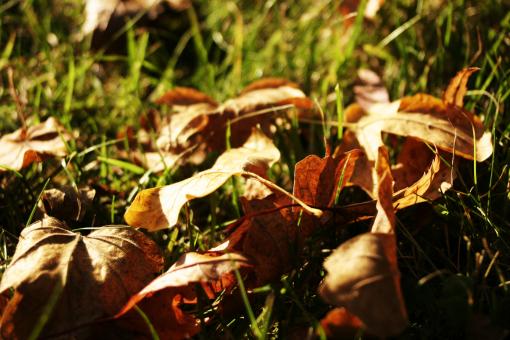 Free Stock Photo of Leafs