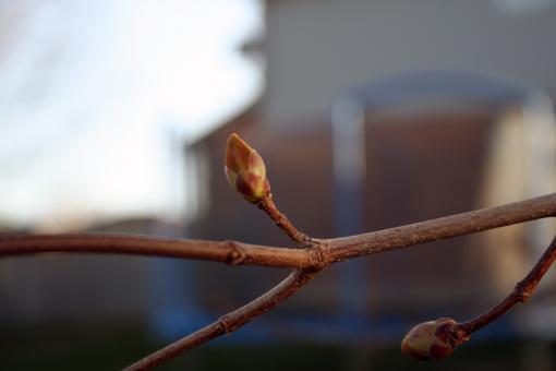 Free Stock Photo of Plant closeup