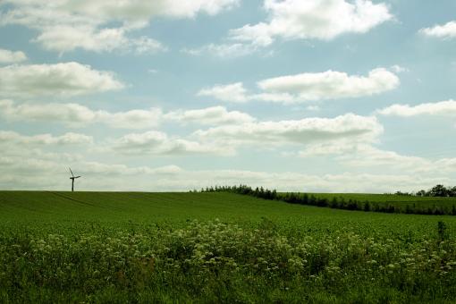 Free Stock Photo of Green field