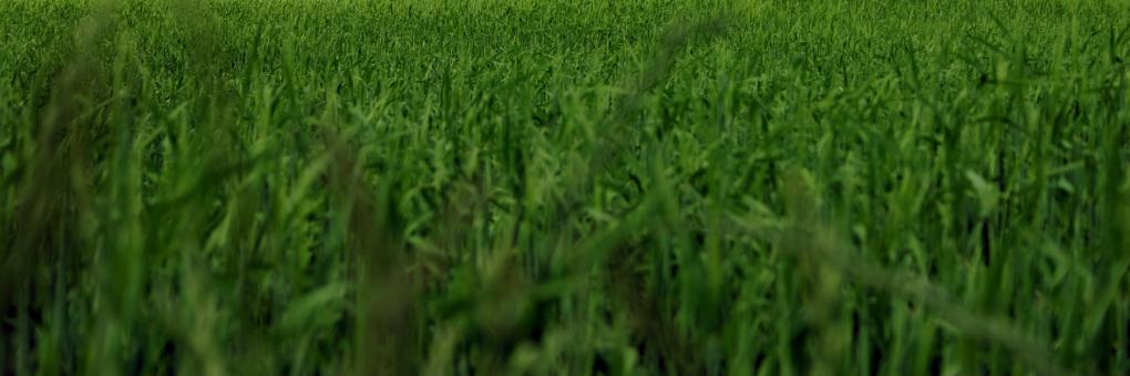 Free Stock Photo of Green grass